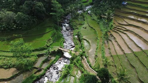 Aerial view of a beautiful rice terrace with some coconut trees.