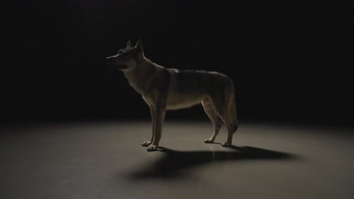 Wolfhound in dark Studio Environment