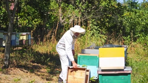 Experienced apiarist on apiary. Profile view of a beekeeper near wooden beehives in the forest.