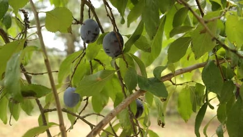 Frische Pflaumen auf dem Bauernhof pflücken