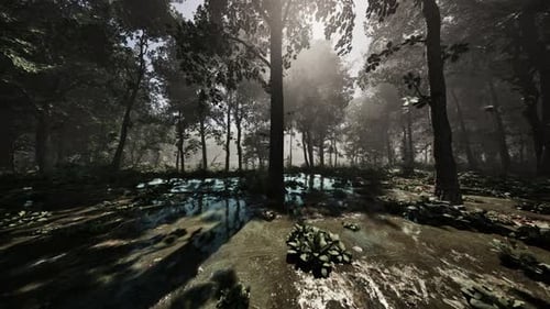 Rays of Light Falling Through the Mist and Trees in the Swamp