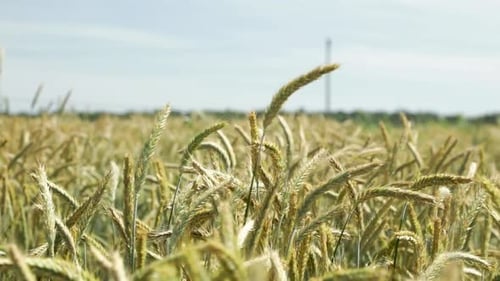 Vast Agriculture Farm With Wheat Field In The Summer Breeze. - Close Up Shot