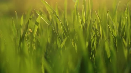 Green Wheat Germ Growing in Field in Harvesting Season at Sunset Close Up