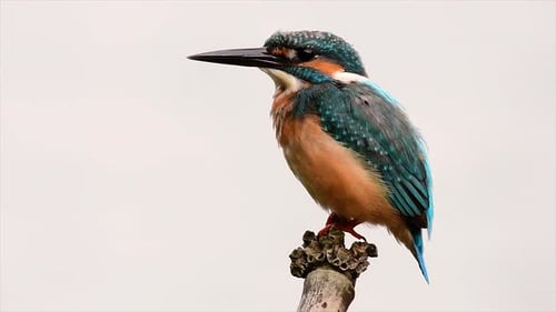 This Common Kingfisher was so friendly that it allowed me to come very close as I took this footage;