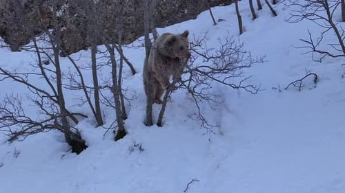 Curious Brown Bear Standing on Snow in Winter Forest