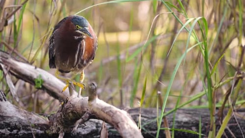 Green Heron Looking for Food