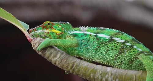 Gros plan d'un caméléon posé sur une feuille et se camouflant dans la nature environnante.