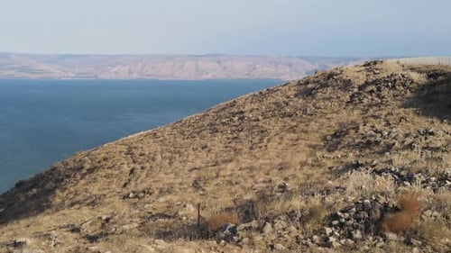Aerial Panning Shot Of Domestic Cattle Grazing On Mount Arbel, Drone Flying Over Mountain