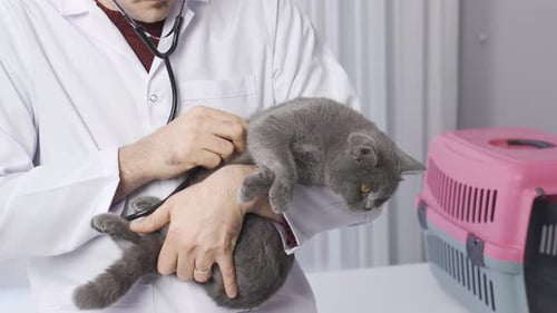 Veterinarian Examines Gray Cat with Stethoscope in Clinic