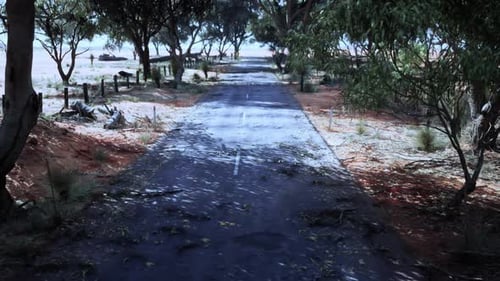 A Scenic Road Winding Through a Lush Forest