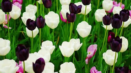 Field of Beautiful Tulips of Different Varieties and Different Vibrant Colors Blooming in Spring