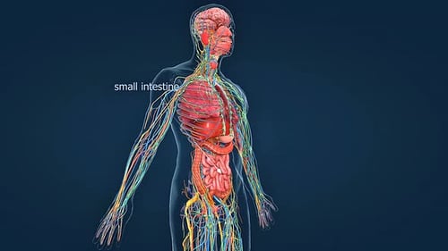 3D Human Body Anatomy with Highlighted Small Intestine and Organs