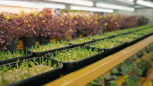 Several rows of various plant crops are represented by young shoots of the microgreen farm