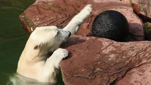 Ein Eisbär spielt mit einem Ball im Zoo