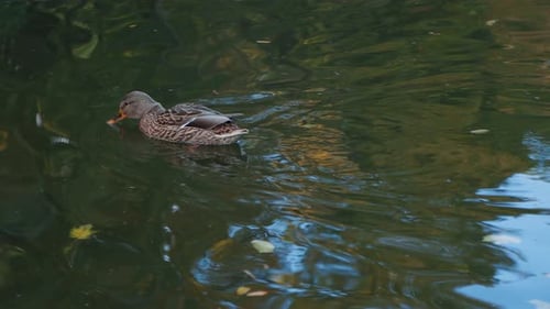 Duck Swimming in Pond During the Day