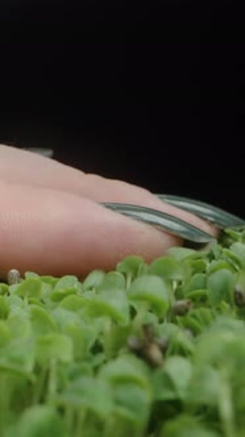 Vertical video. The camera glides over green sprouted Chia seeds, and a woman's hand touches them.