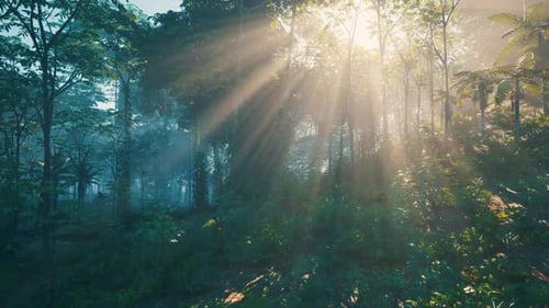 Sun Shining Through Trees in Forest