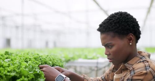 Adult Tending to Leafy Greens in Greenhouse