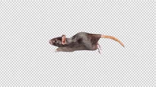 Rat Run Idle Alpha Channels