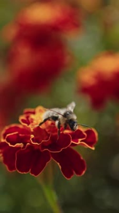 Bee Pollinating Orange Flower in a Garden