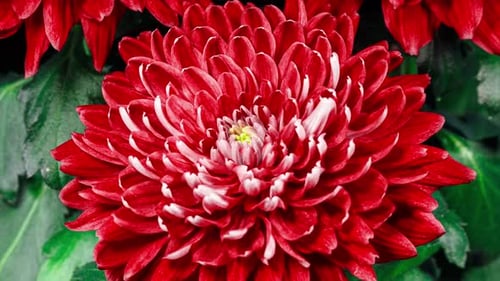 Red Chrysanthemum Flower Moving Petals While Blooming in Time Lapse Close Up
