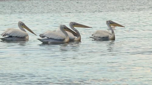 Flock Of Seagulls Flying In The Misty Sky