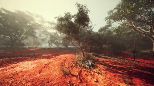 Foggy Day Serene Dirt Road Through Australian Bush