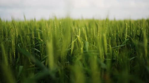 Green Wheat Field Ears of Wheat Swaying From Gentle Wind Unripe Grain Farm Field Rich Harvest