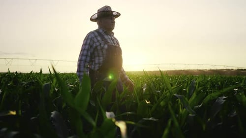 Farmer Walking Through Green Crops at Sunset