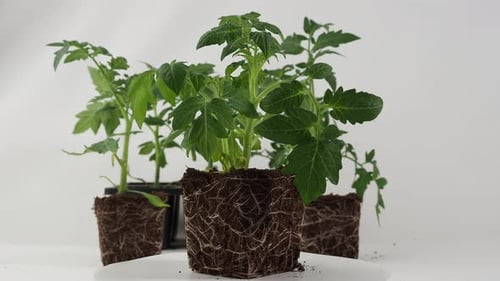 Tomato Plants with Visible Roots on White Background