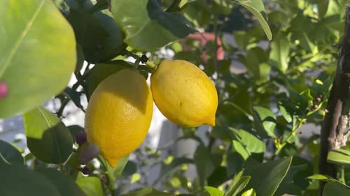 Two Lemons Hanging on a Tree Branch