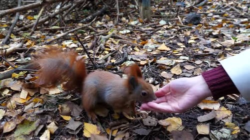 Squirrel being fed in the forest during the day