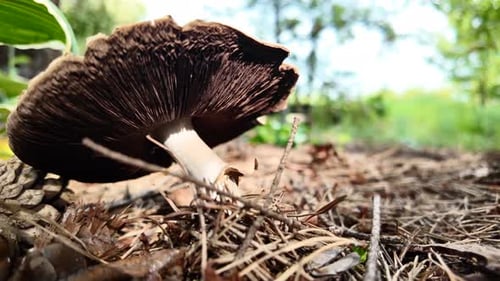 Close-Up of a Large Brown Mushroom in Forest