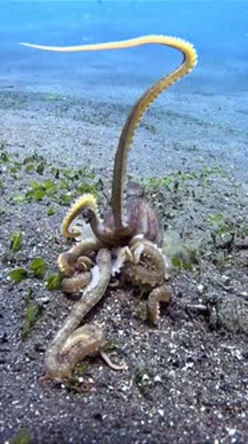 Zwei Tintenfische, die unter Wasser kämpfen, Nahaufnahme