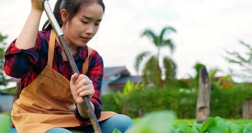 Young Female Agricultural working in organic vegetable farm