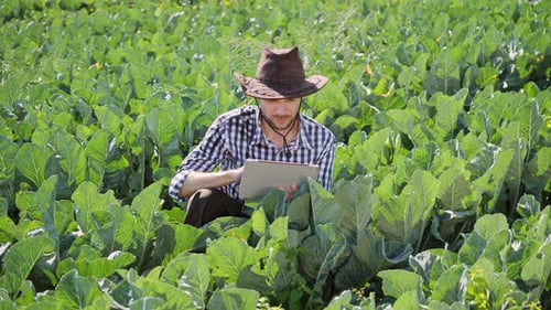 Farmer Using Digital Tablet During Monitoring His Plantation