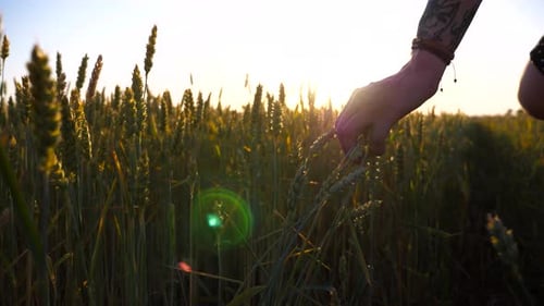 Female Hand Moving Over Green Wheat on the Meadow at Sunset Young Woman Walking Through the Barley