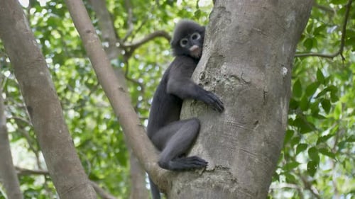 Dusky Leaf Monkey or Spectacled Langur (Trachypithecus obscurus) resting on the tree.
