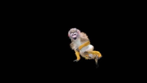 47 Monkey Dance HD