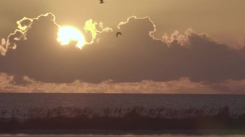 warm and tropical beach ocean sunset with bird silhouettes flying
