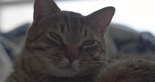 Close Up of Tabby Cat Resting Indoors