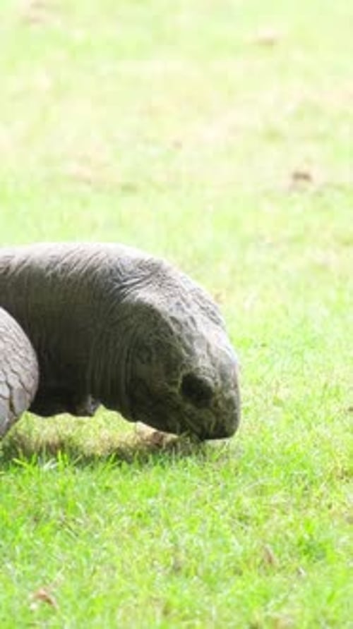 Vidéo verticale sur un reptile reposant sur une prairie vibrante qui se fond dans le couvre-sol d'un vert luxuriant