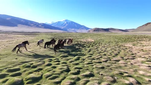 Horse Herd Running Across The Plains