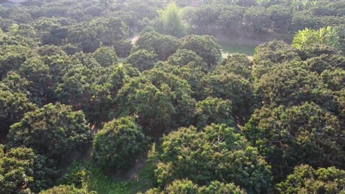 Aerial view of summer in forest. Drone shoot above mixed forest, green deciduous trees in countrysid