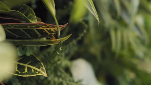 Slow dolly out shot of a luscious green red and yellow plant stopping at gorgeous white flower