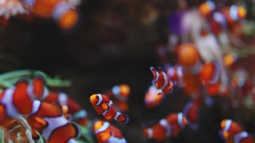 Closeup Scene of Beautiful Colorful Underwater Clownfishes Swimming in Anemone Reef Coral Red Fishes