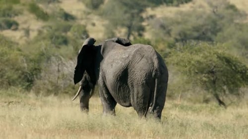 African Elephant Close Up in Full Frame Slow Motion in the Wild