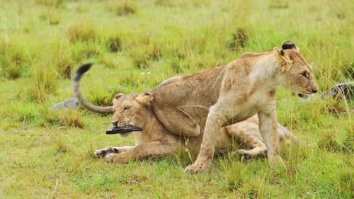 Slow Motion Shot of Playful young lion cubs play fighting, chasing each other across the plains of M
