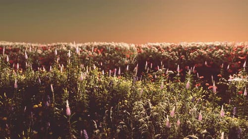 Field with Flowers During Summer Sundown
