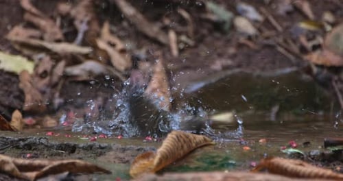 Camera zooms in while this bird is taking a bath deep in the forest, White-throated Rock Thrush gula